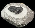 Gerastos Trilobite Fossil - Morocco #52117-1